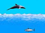Game "Dolphin"